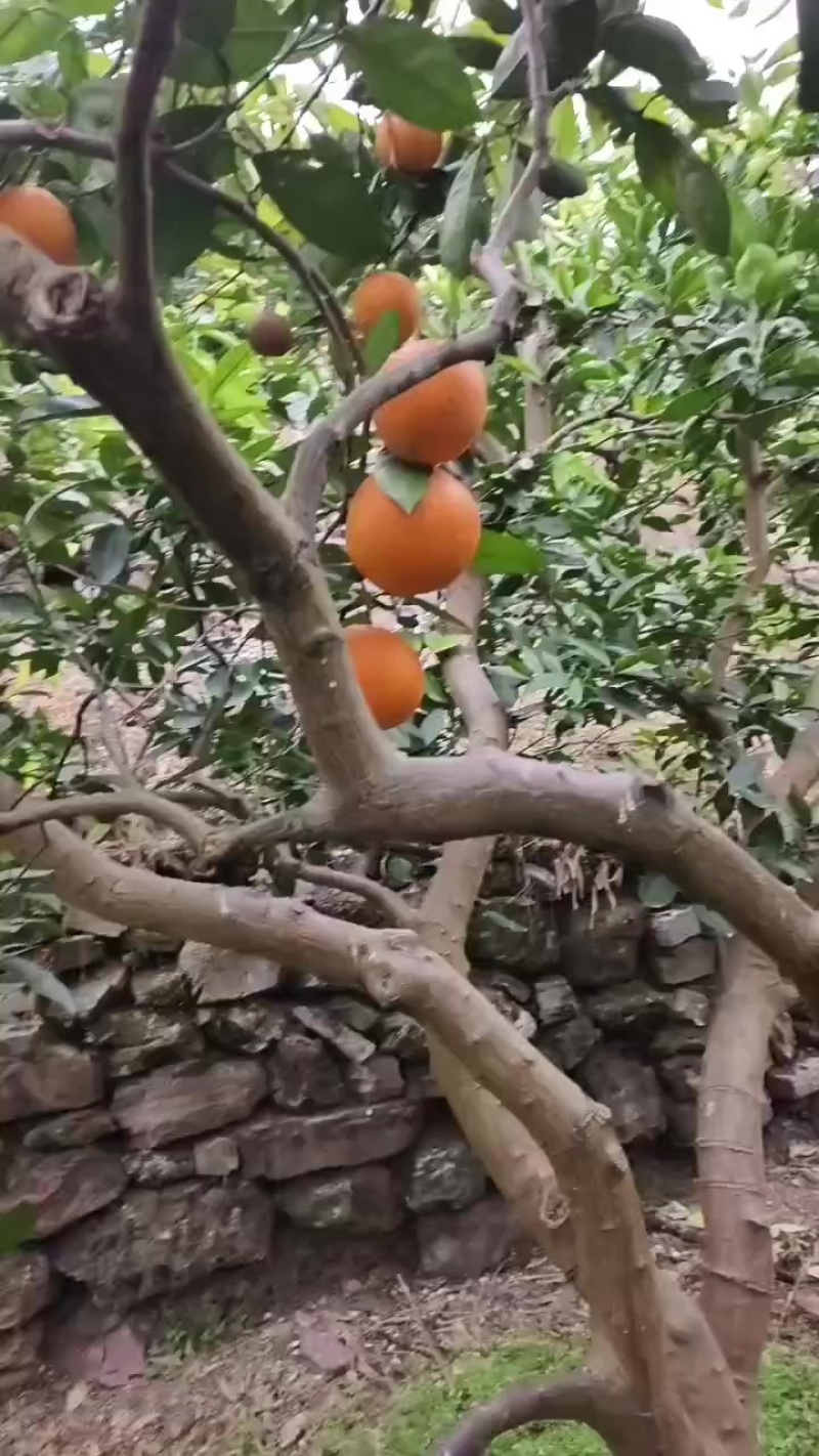 奉节脐橙