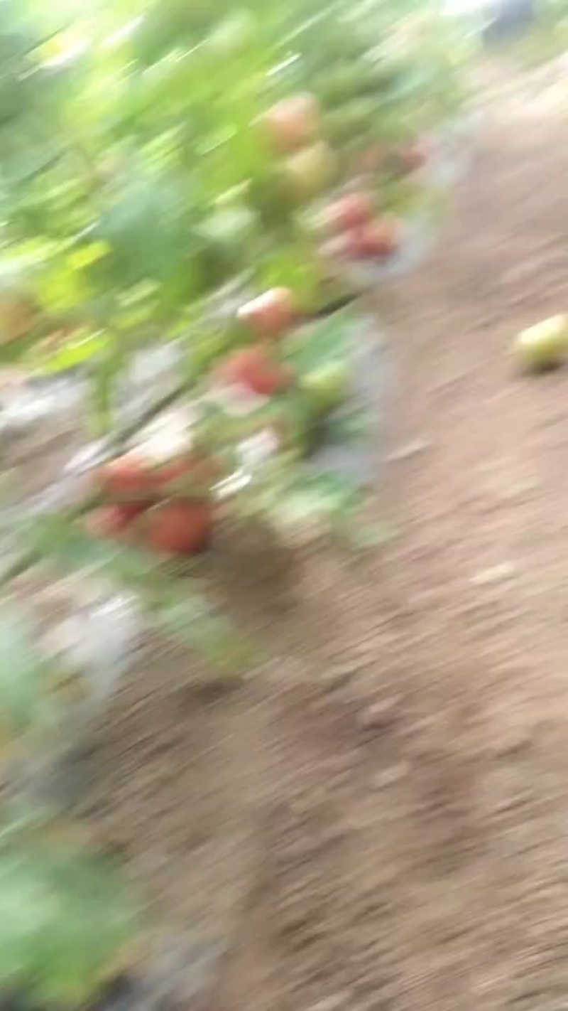 西红柿