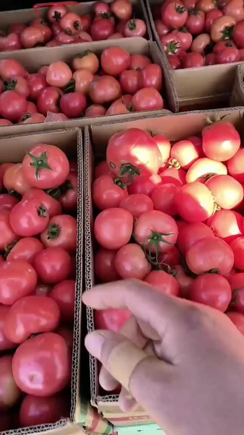 硬粉西红柿