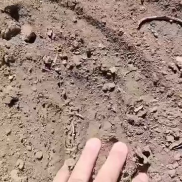 出租水浇地旱地