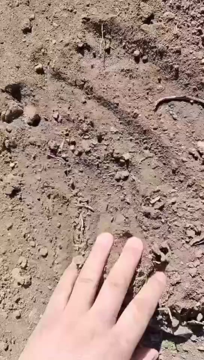 出租水浇地旱地