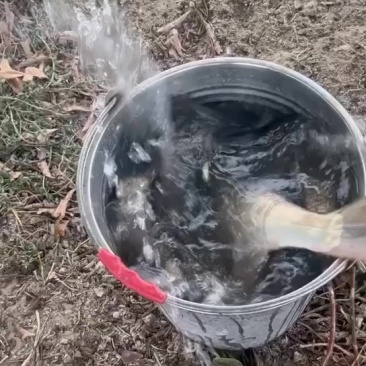 精养鱼