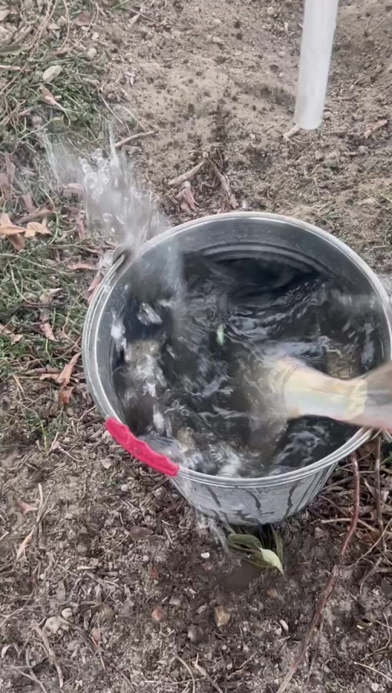 精养鱼