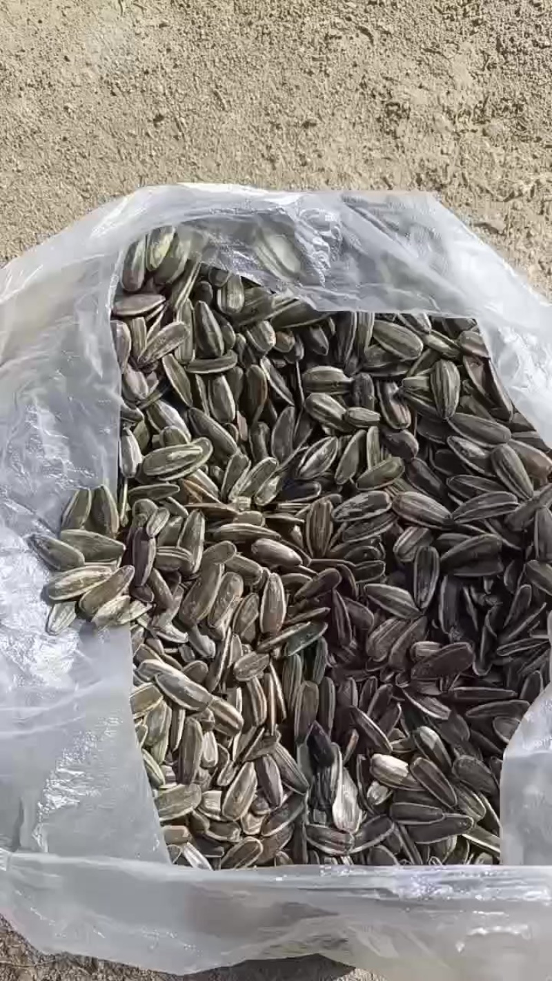 361葵花无霉变