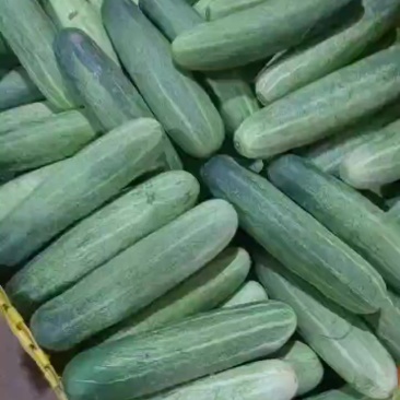 吊瓜