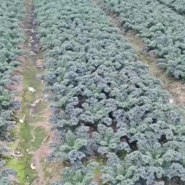 羽衣甘蓝，它就像是一首优美的诗歌，它的味道细腻而丰富。