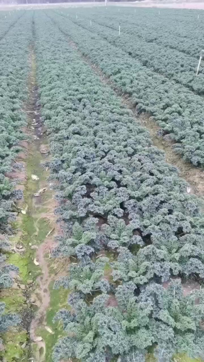 羽衣甘蓝，它就像是一首优美的诗歌，它的味道细腻而丰富。