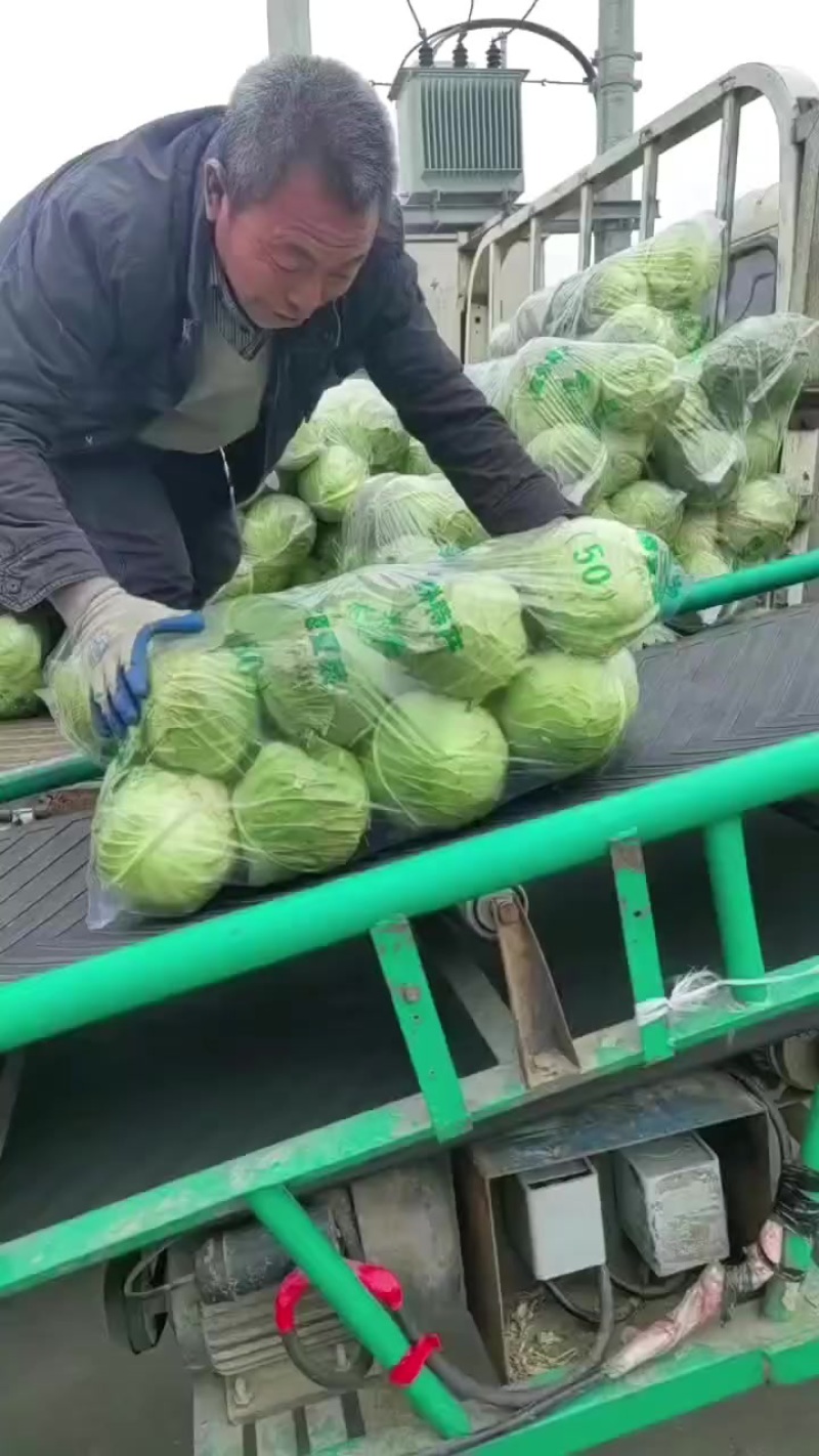 甘蓝