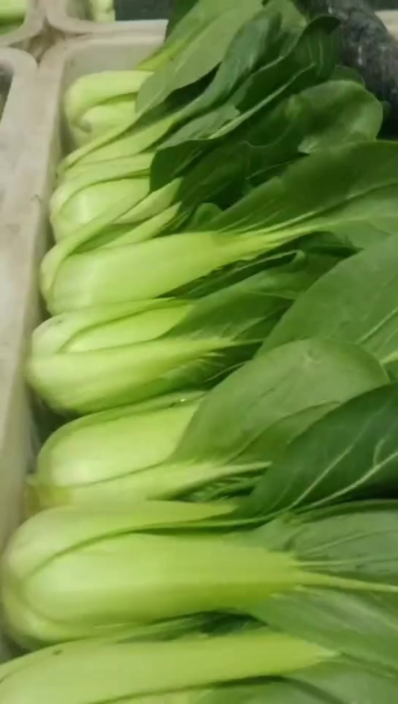 精品上海青