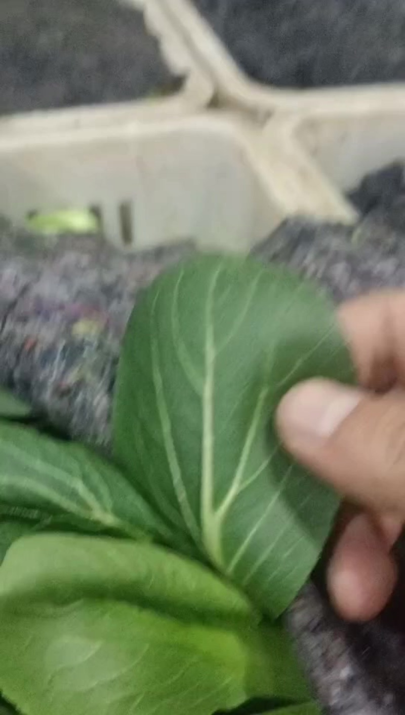 精品上海青