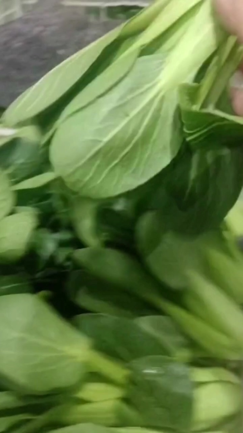 精品上海青