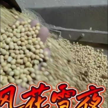优质大豆