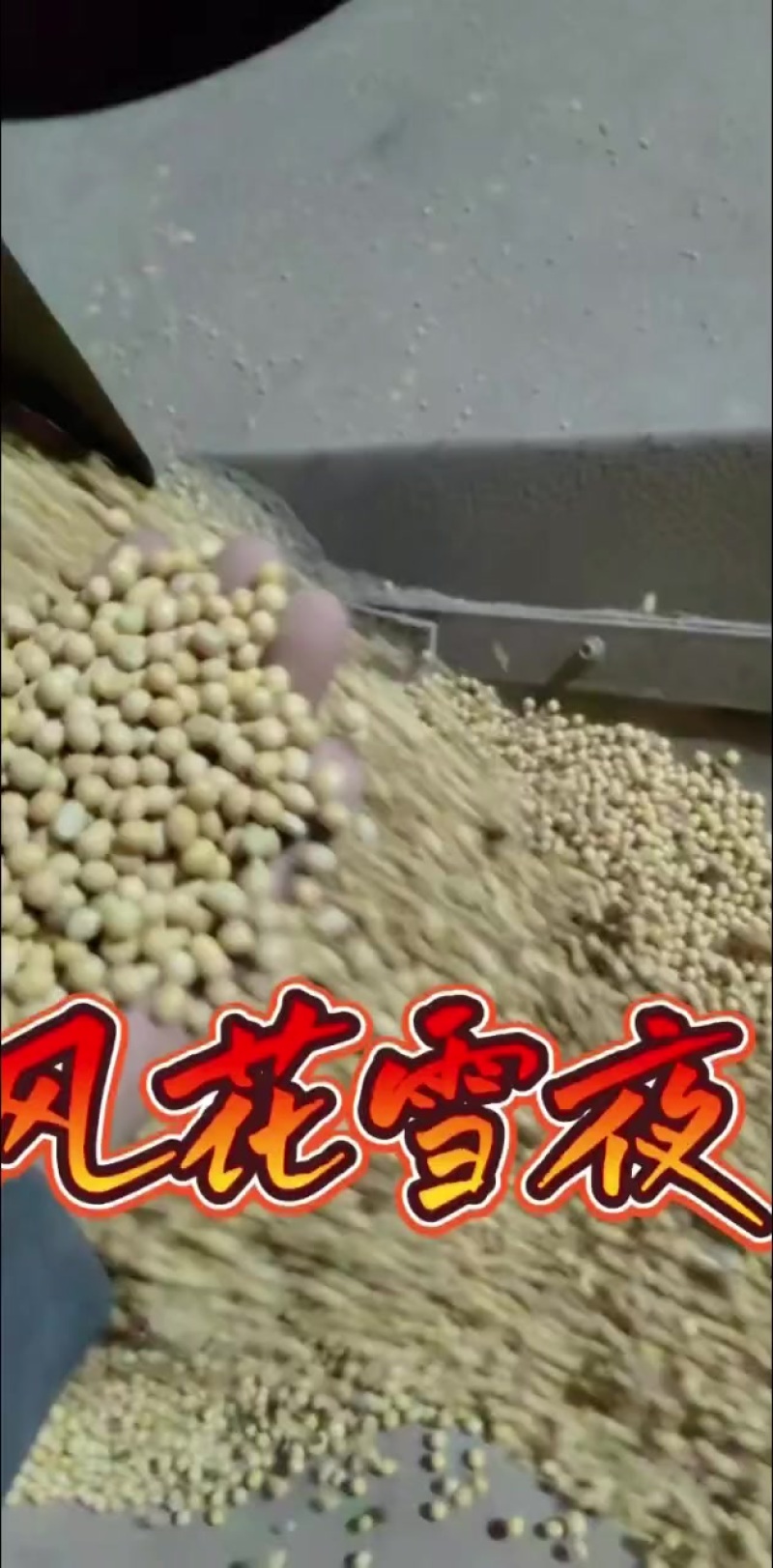 优质大豆