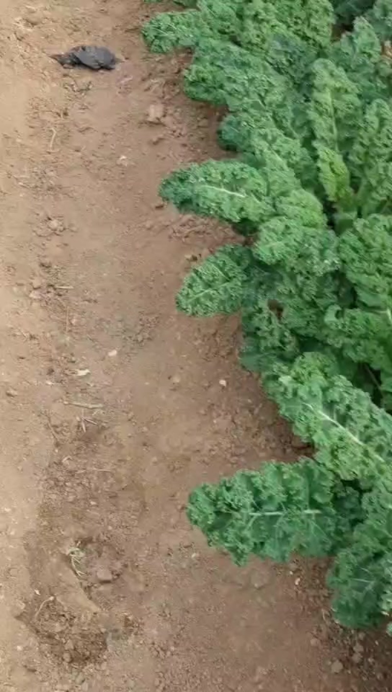 羽衣甘蓝有现货。