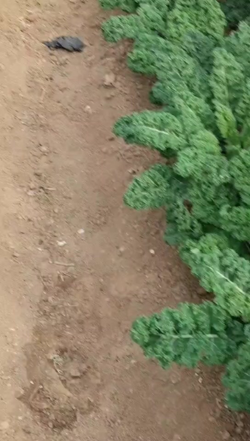 羽衣甘蓝有现货。
