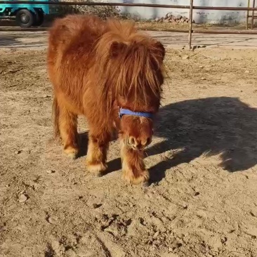 进口设特兰矮马