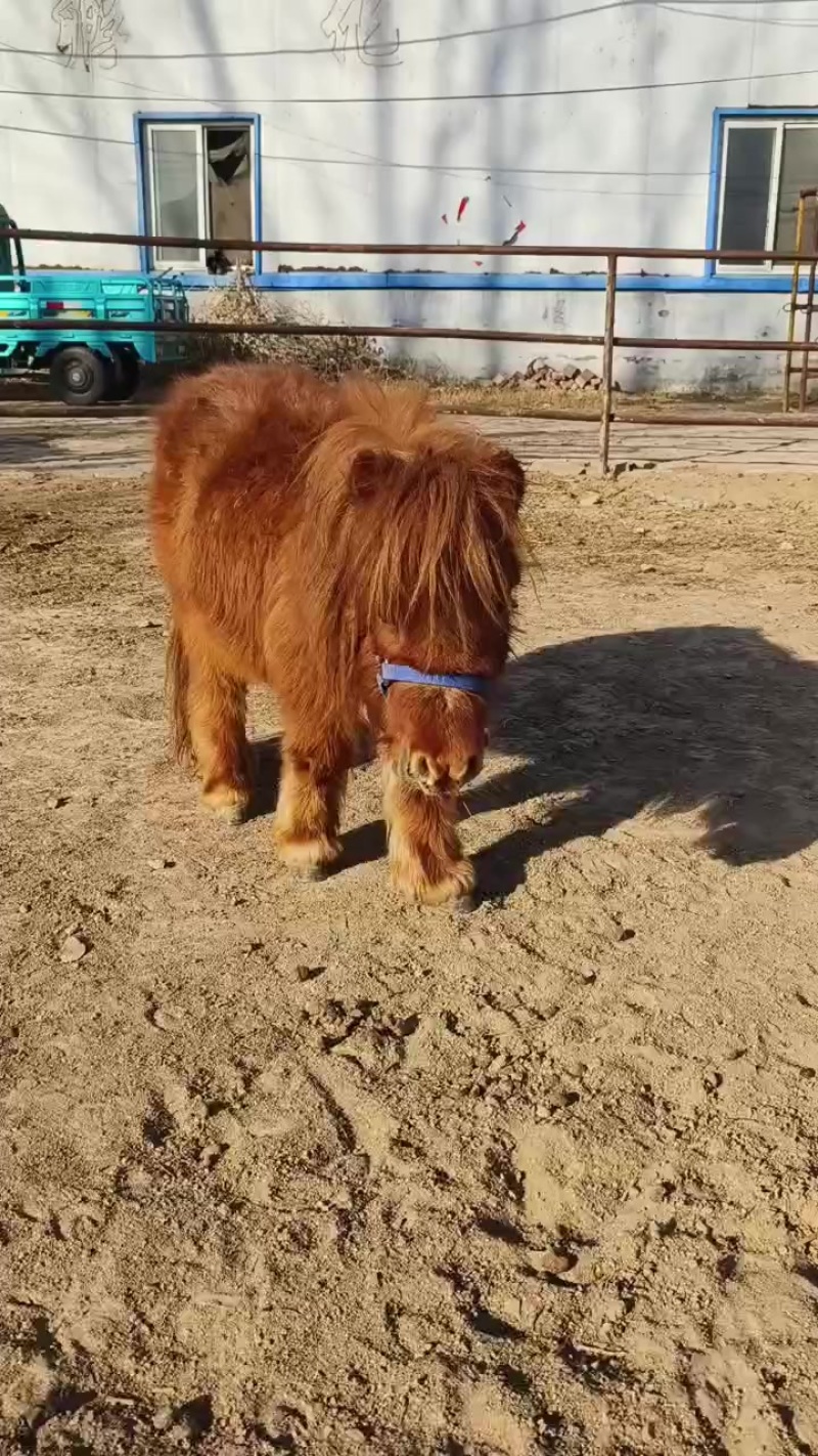 进口设特兰矮马