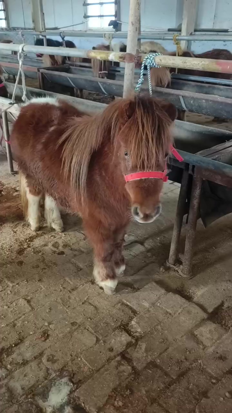 进口设特兰矮马