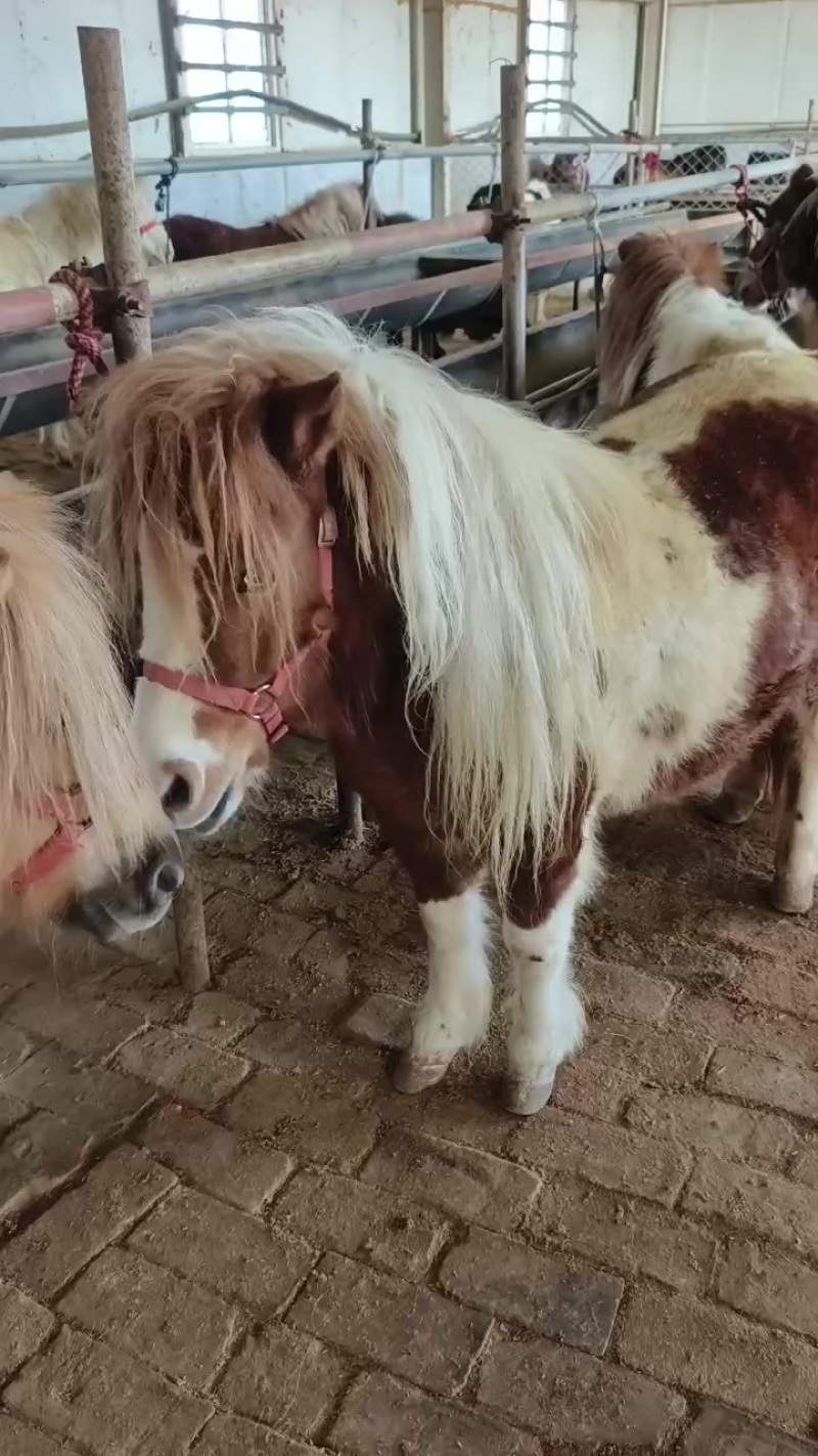 进口设特兰矮马