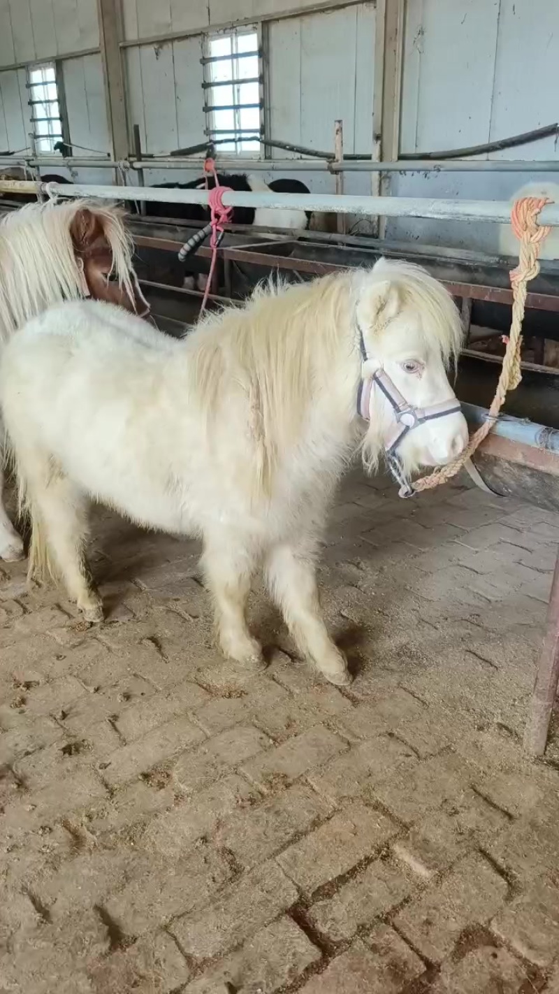 进口设特兰矮马