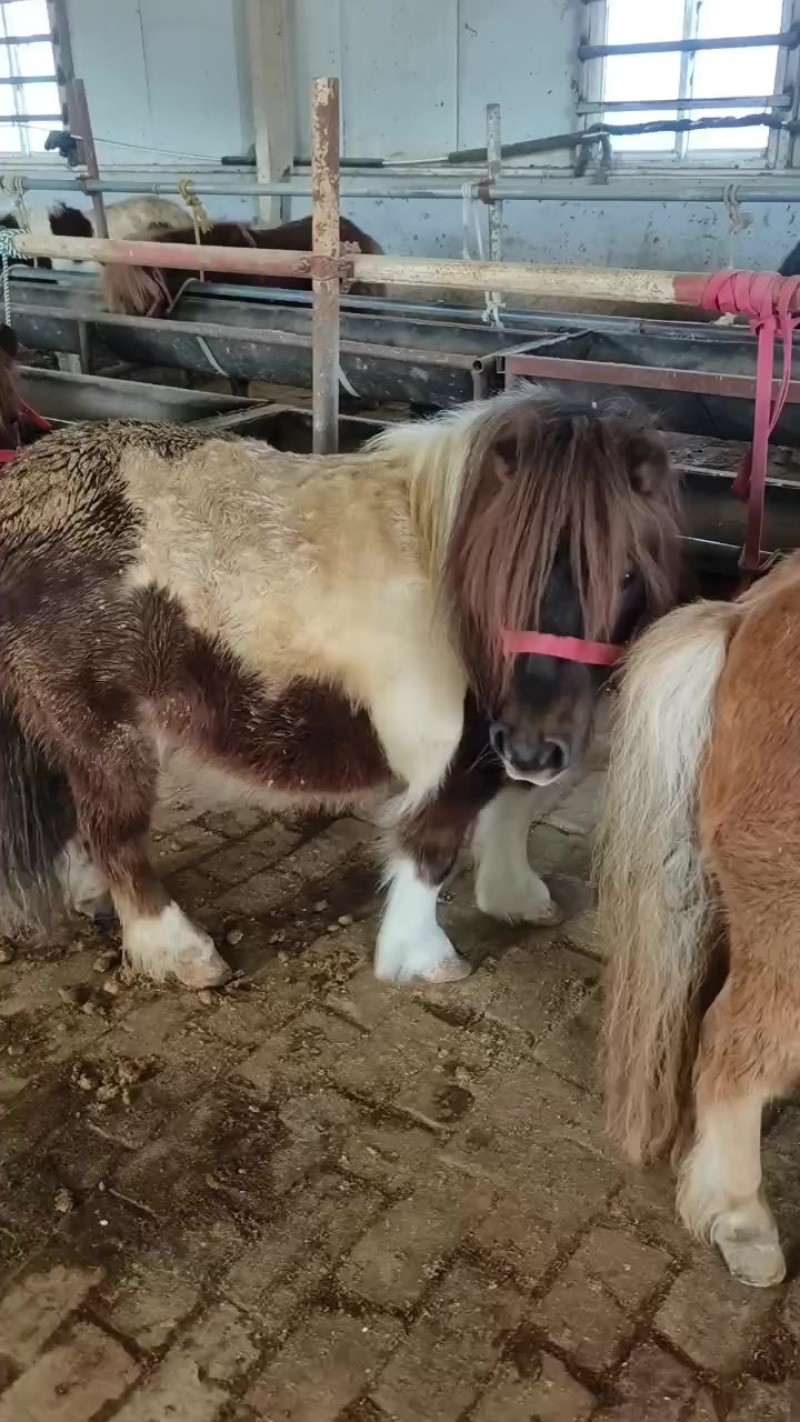 进口设特兰矮马