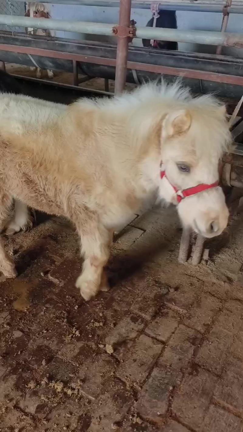 进口设特兰矮马