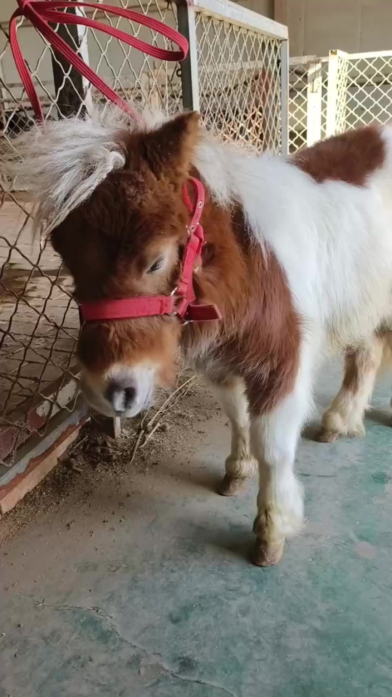 进口设特兰矮马