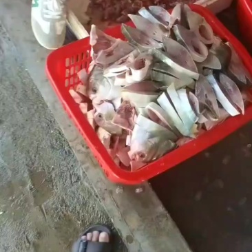 金鲳鱼产地，一手货源