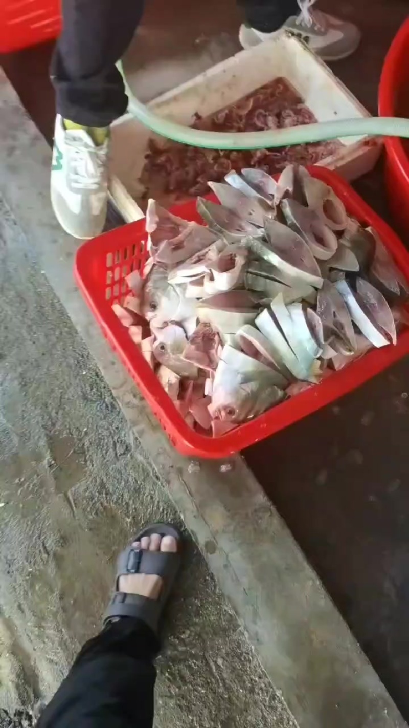 金鲳鱼产地，一手货源
