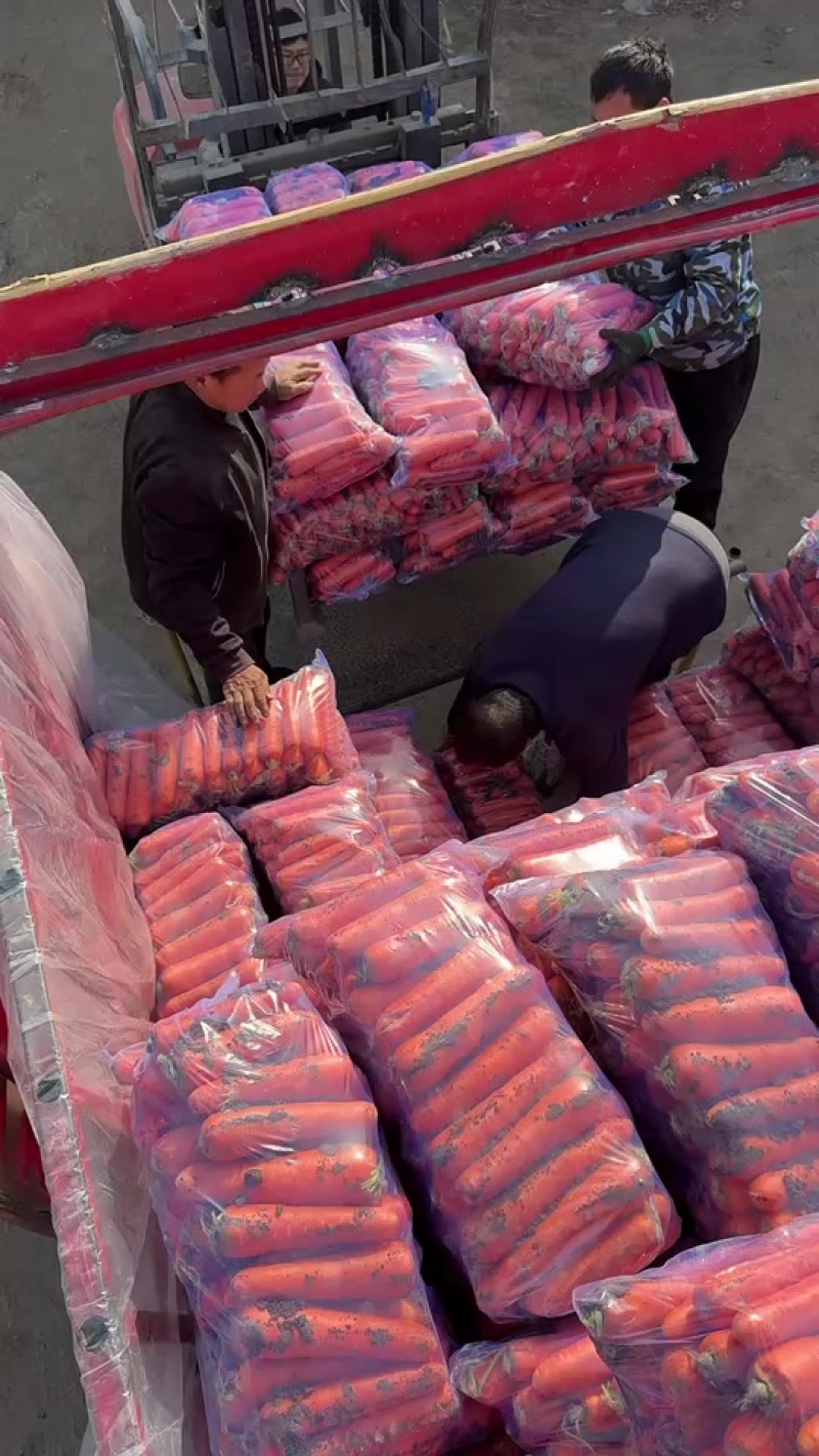 胡萝卜🥕北京包