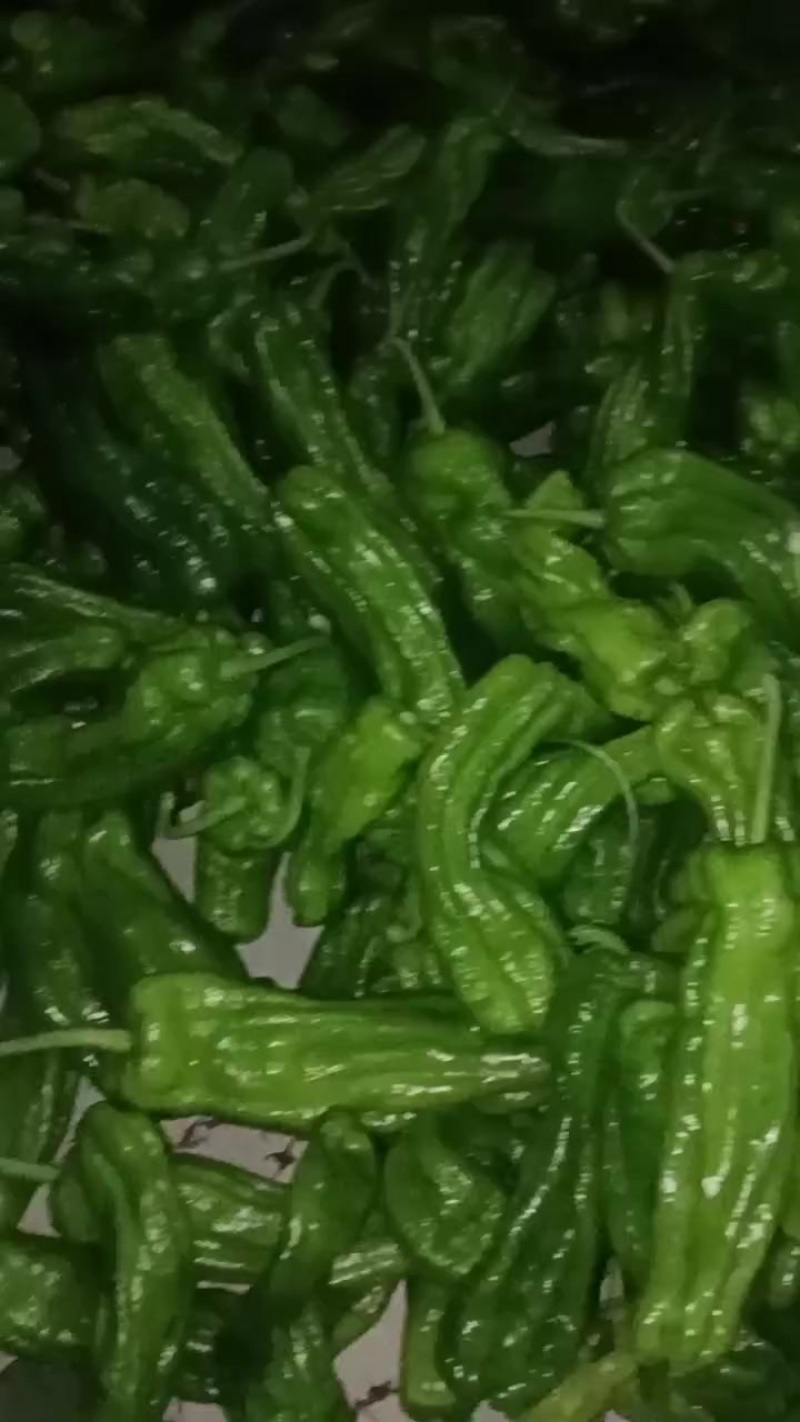 苏椒