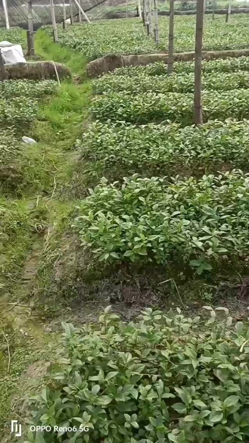 草珊瑚苗