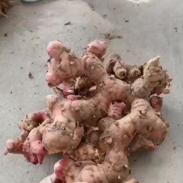 红土山姜