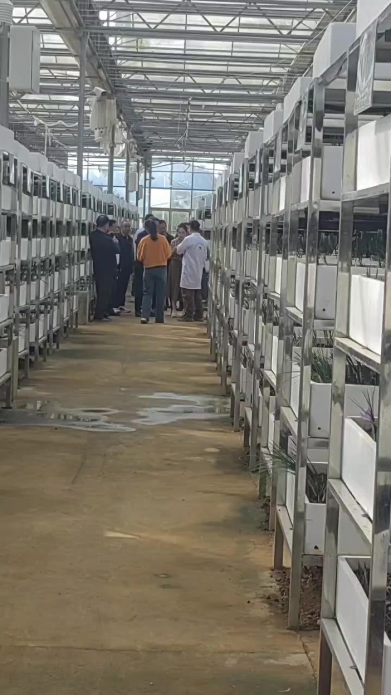 高品质国产藏红花