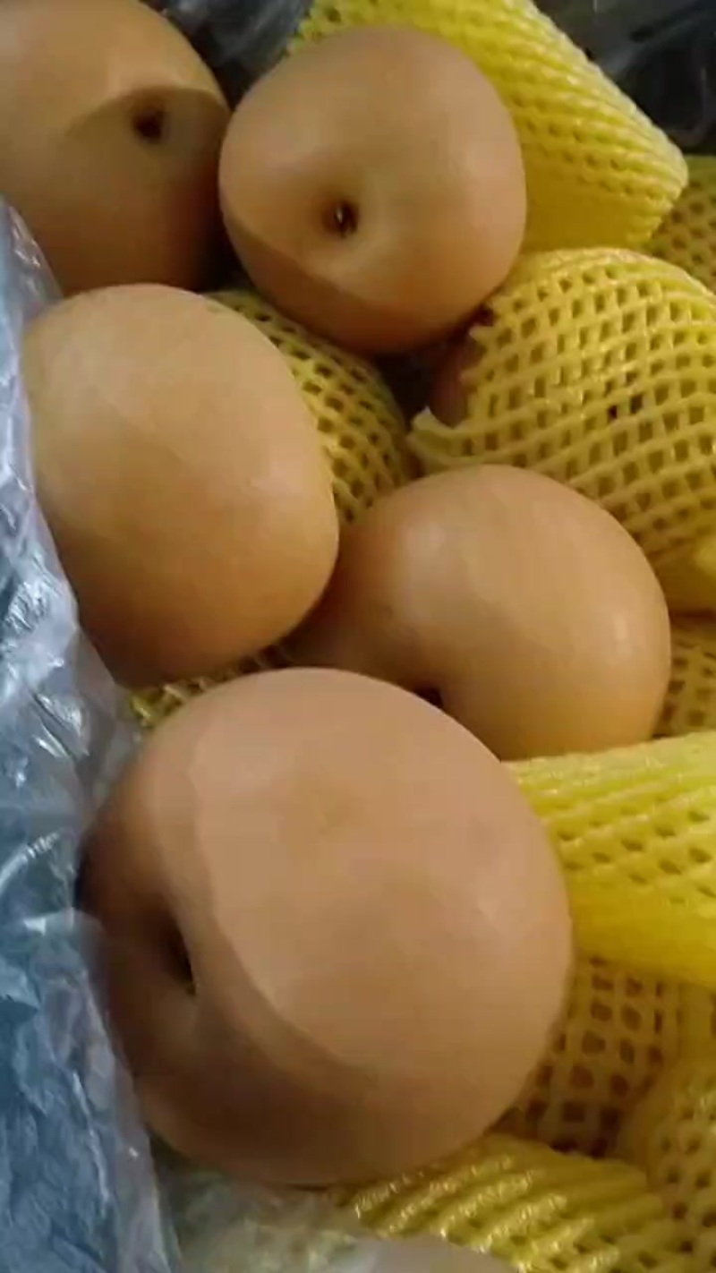 秋月梨皮薄肉厚汁多