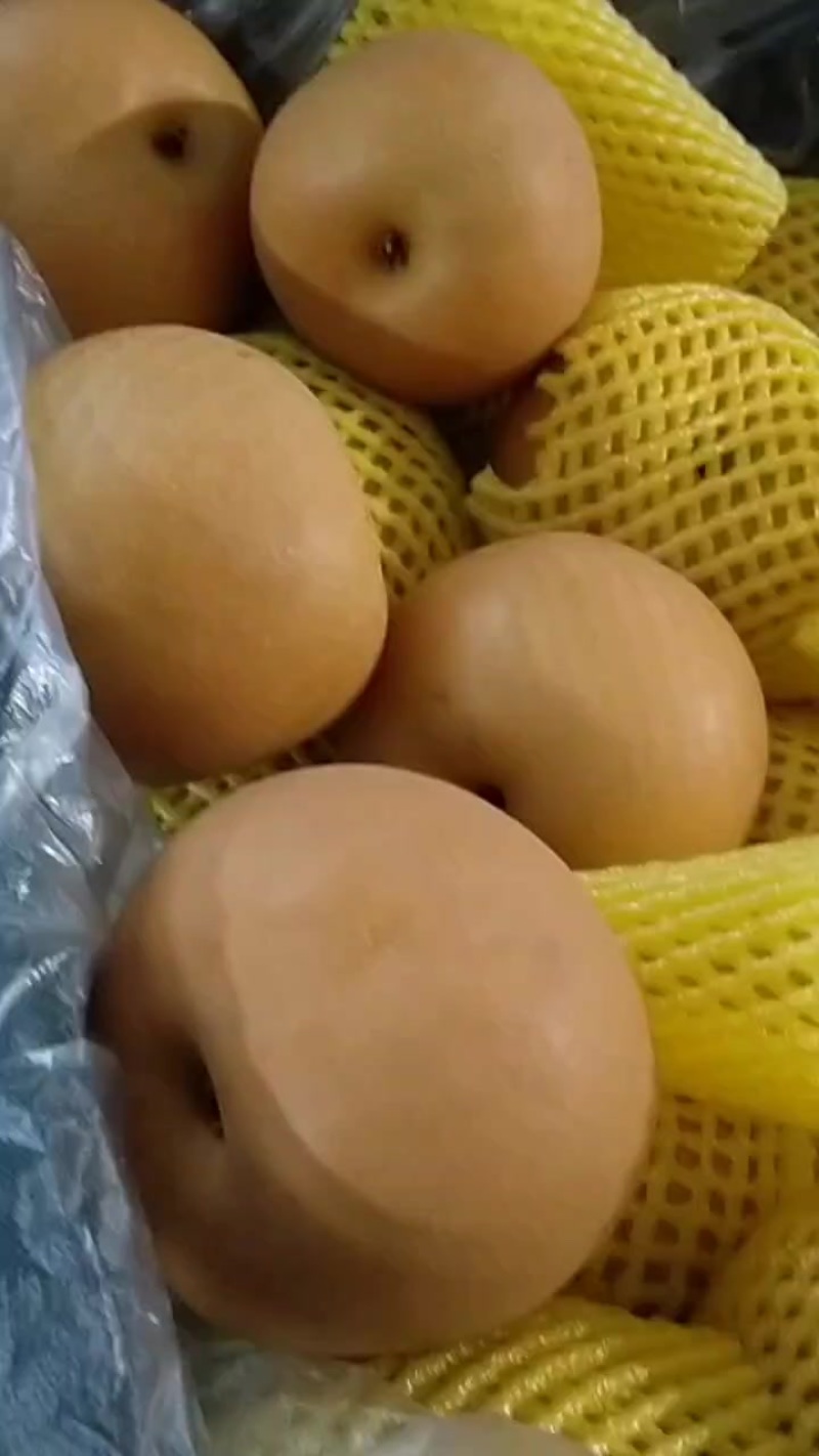 秋月梨皮薄肉厚汁多