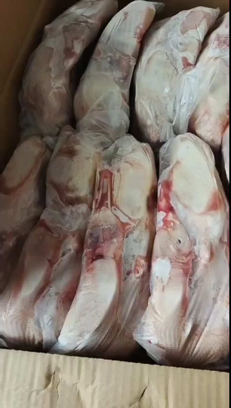 白条鸭