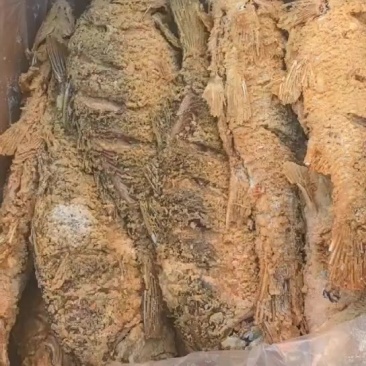 油炸大鲤鱼252一件，18一条，一件14条，一条1.7-
