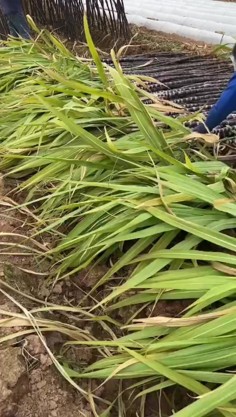 黑皮甘蔗
