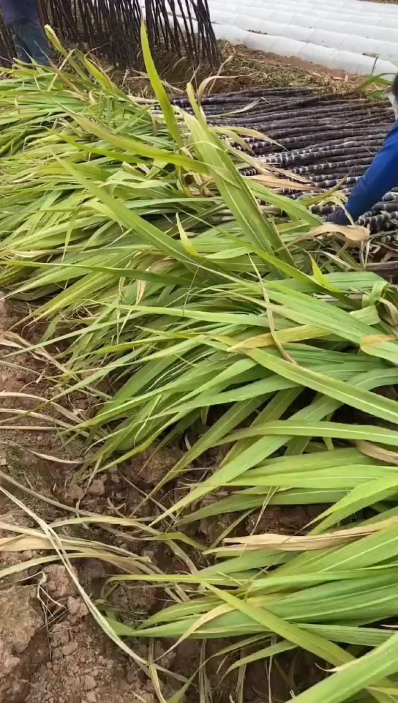 黑皮甘蔗