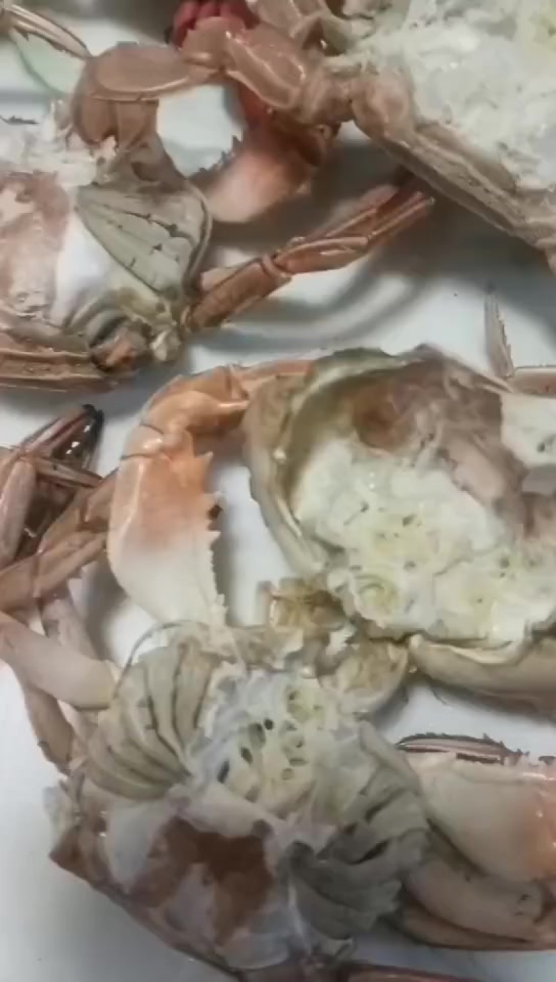 螃蟹
