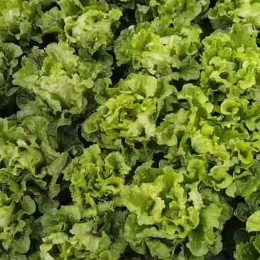 意大利生菜