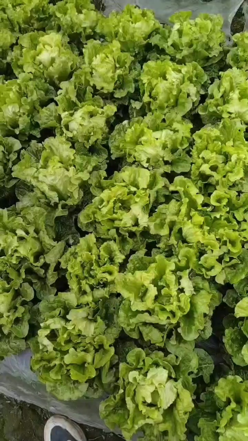 意大利生菜