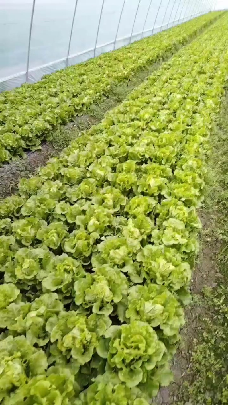 意大利生菜