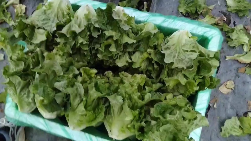 意大利生菜