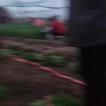 韭菜