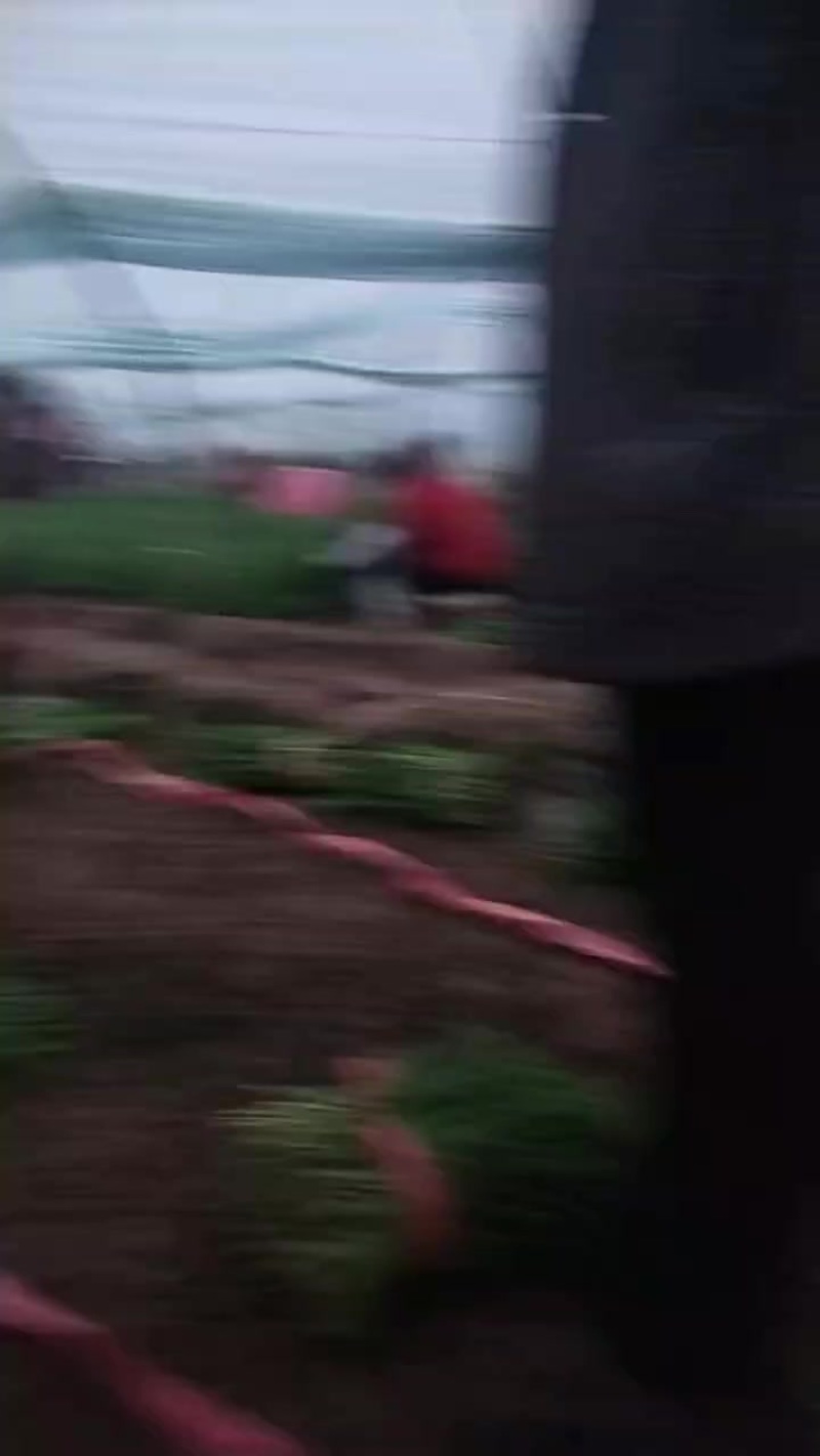 韭菜