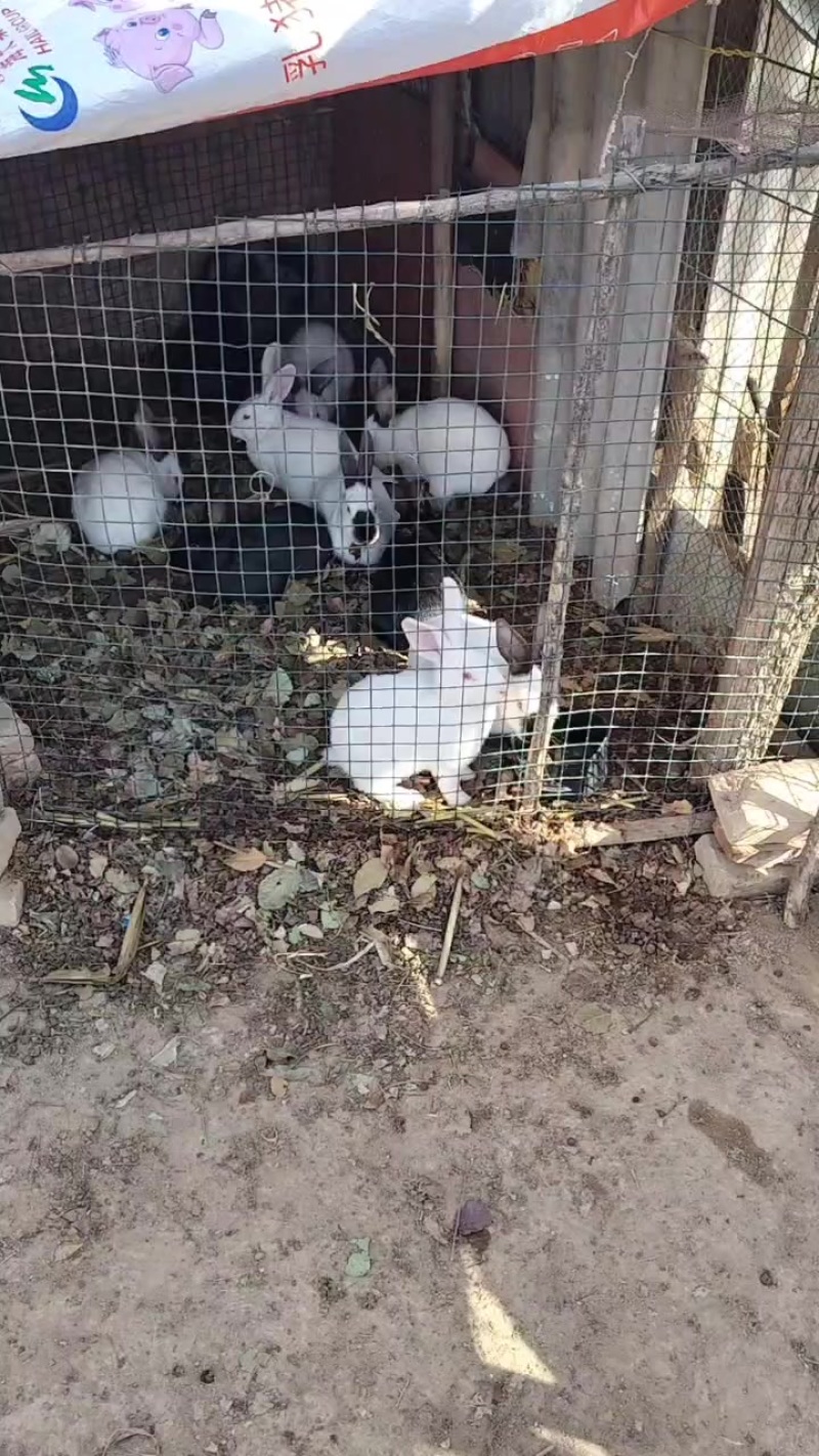 卖肉兔