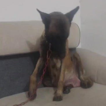 成年马犬母