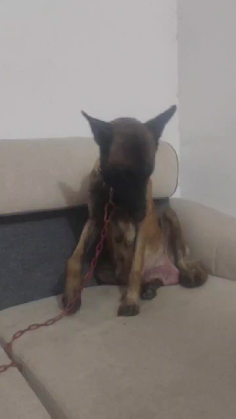 成年马犬母